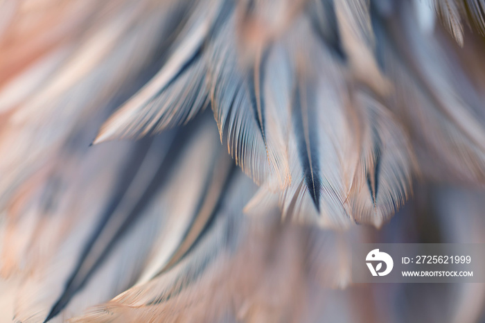 Bird and chickens feather texture for background Abstract,blur style and soft color of art design.