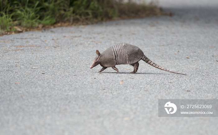 wild armadillo crossing a road