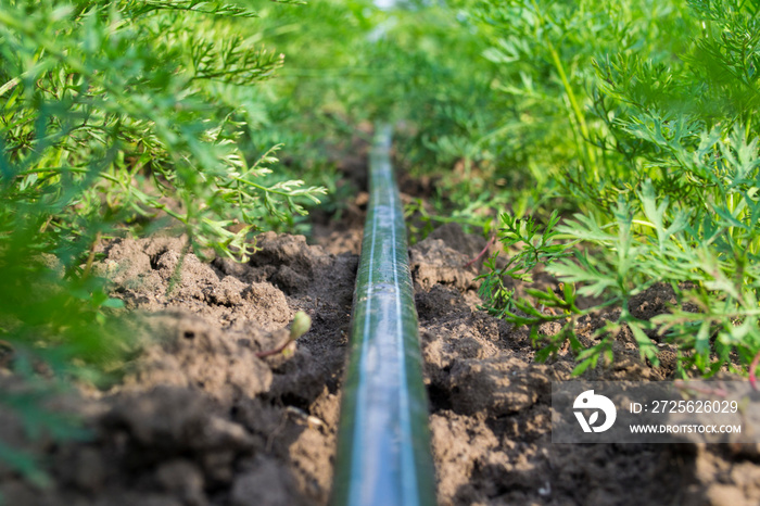 Tape drip irrigation on a carrot plantation.