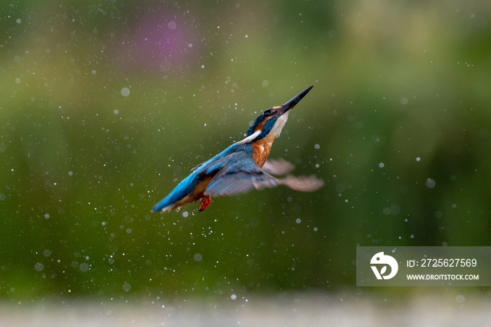 翠鸟（Alcedo atthis）在飞行中