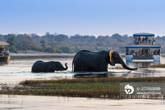 Female African Elephant and its cub crossing the Chobe River in the Chobe National Park with tourist