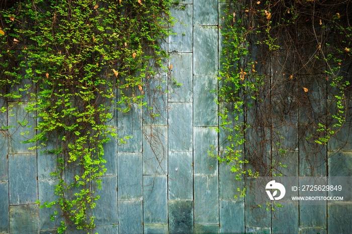 old stone wall with green ivy at underground crossing at Fort Canning Park, Singapore