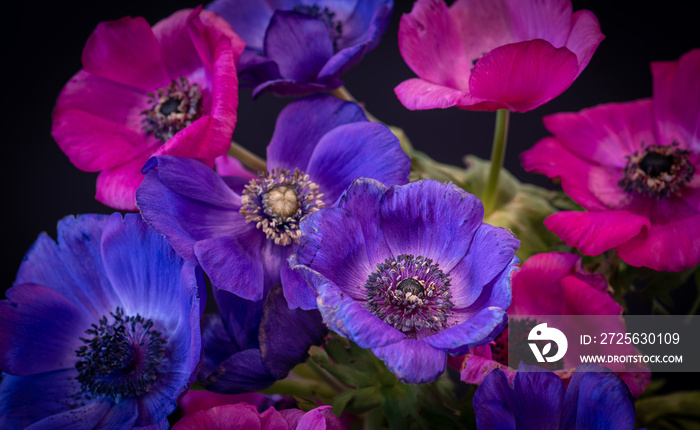 黑色背景上的复古粉紫蓝色海葵花束，精致的艺术静物与花丝一起绽放