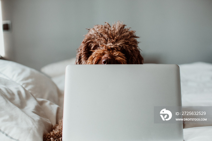 。可爱的西班牙水犬在家工作，他的笔记本电脑放在冠状病毒的床上
