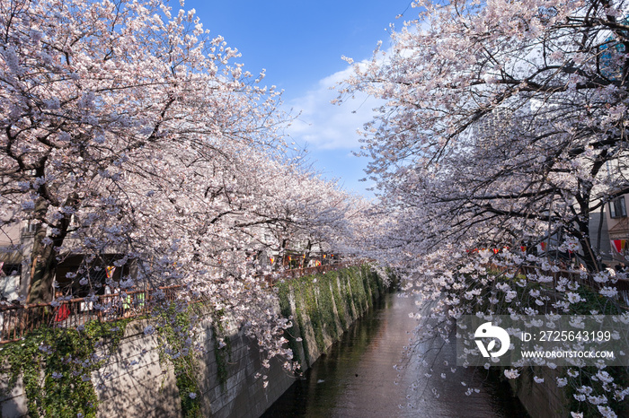 桜満開の目黒川（東京・中目黒）