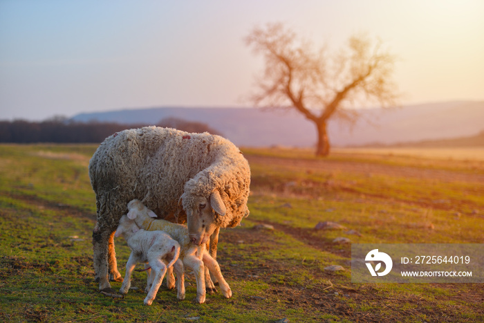 两只刚出生的羔羊和绵羊在温暖的日落光线下躺在田野上
