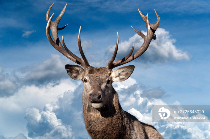 male red Deer portrait looking at you on cloudy sky background