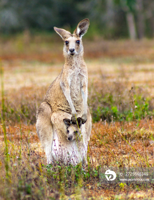 Mother kangaroo and with her Joey