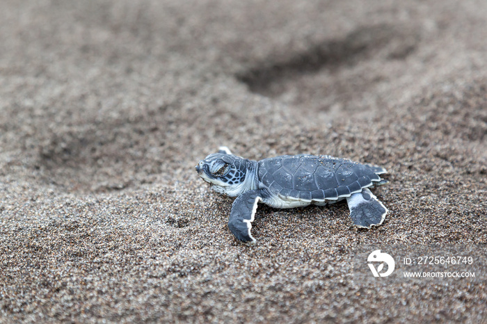 A baby green turtle (Chelonia mydas) crawling to the ocean on the beach in Tortuguero National Park 