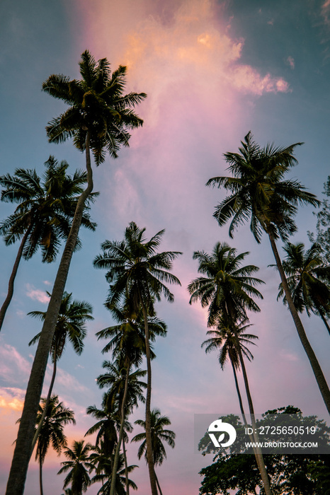 La Digue Seychelles，日落在棕榈树覆盖的白色热带海滩上