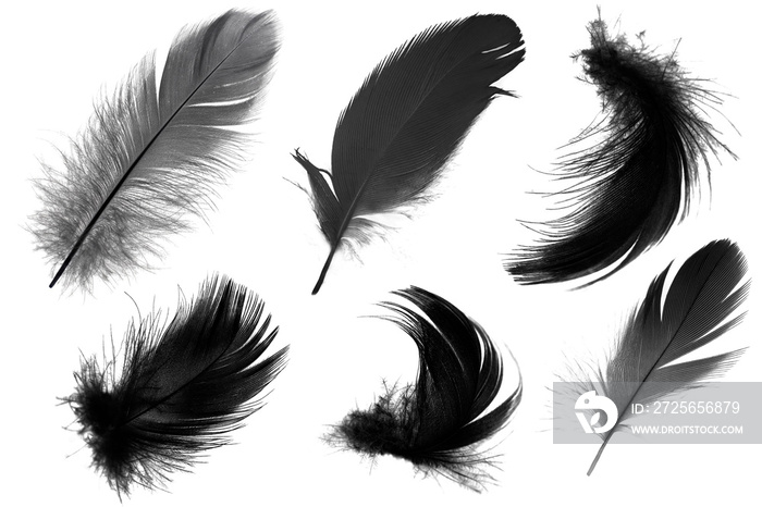 美丽的集合黑色羽毛隔离在白色背景上