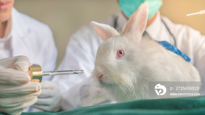 一只白兔在实验室里的特写镜头，穿着制服的医生拿着听诊器，走向