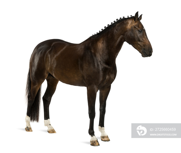 KWPN-荷兰暖血，3岁-Equus ferus caballus