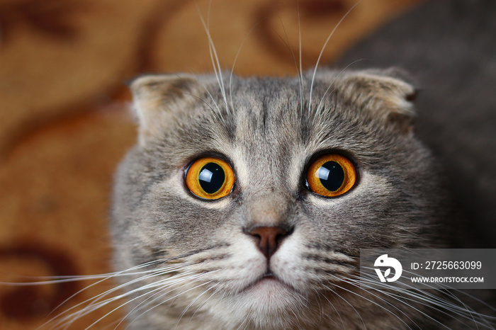 A beautiful cat of a fashionable breed Scottish fold asks to eat