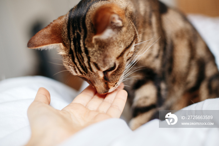 Tabby pet cat sniffing human hand palm. Relationship of owner and domestic feline animal. Adorable f