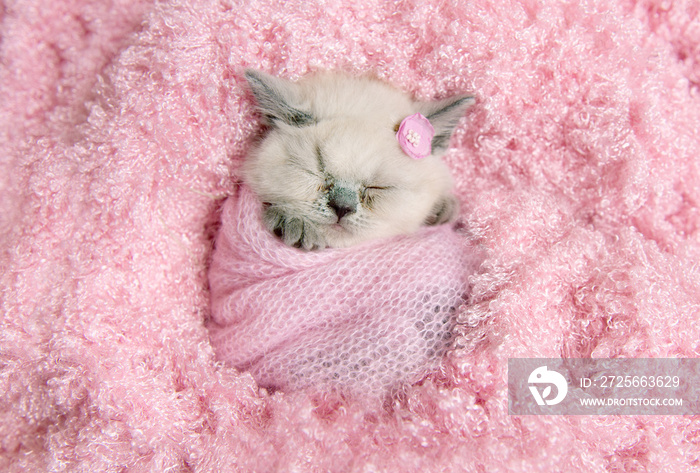 刚出生的英国小猫睡在粉红色的毛皮上