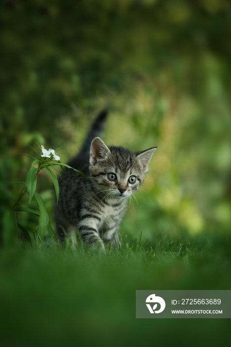 Kitten running in a meadow