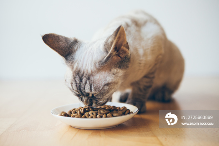 Cat is sitting on the wooden floor and eating Adult Light diet dry food with less calories from the 