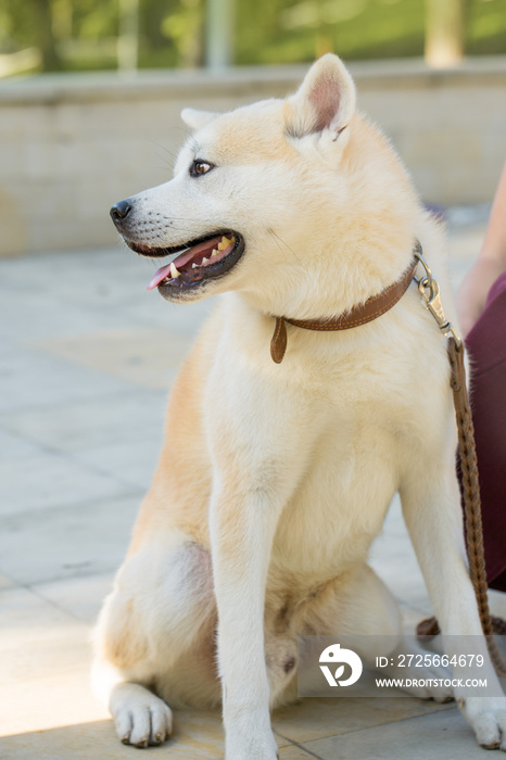 Japanese hunting dog breed kisyu, Beautiful portrait of a white dog close up