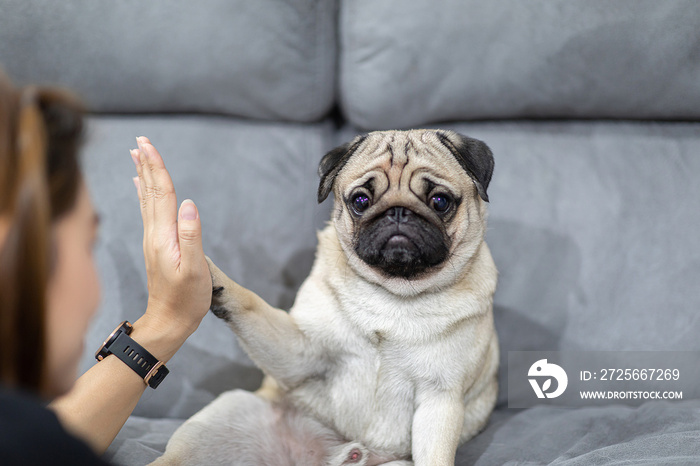 Cute dog Pug giving paw high five owner with love feeling so happiness and comfortable,Relax with do