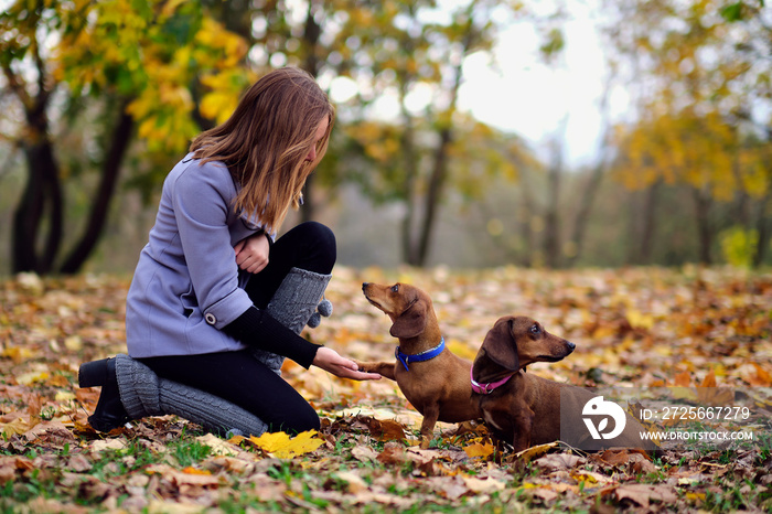 Give me five. Dog pressing his paw against a woman hand. young woman training her dachshund