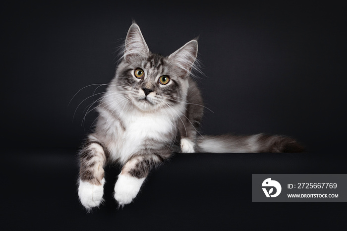 Handsome young Maine Coon cat, laying down facing front with paws hanging over edge. Looking towards