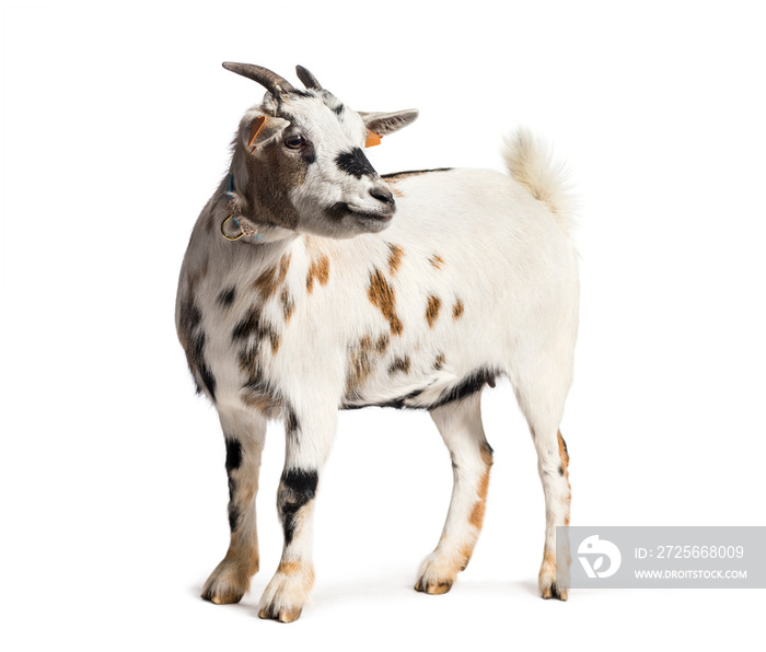 Goat in front of white background