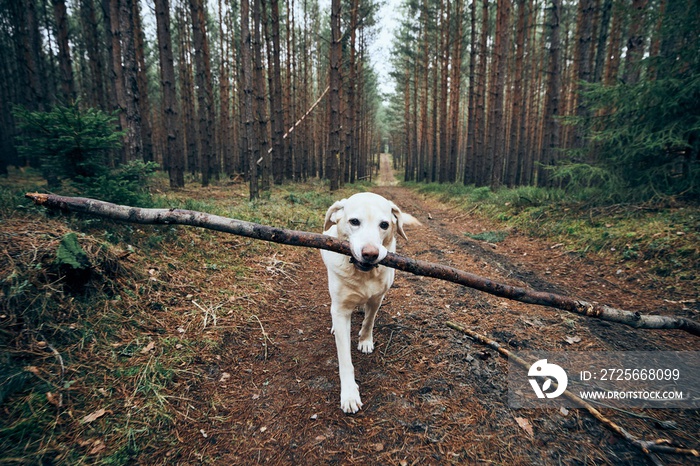 拉布拉多寻回犬嘴里叼着棍子