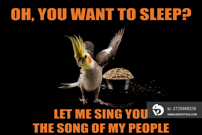 有趣的鹦鹉表情包，你想睡觉吗？，让我给你唱我人民的歌。很酷的表情包和名言