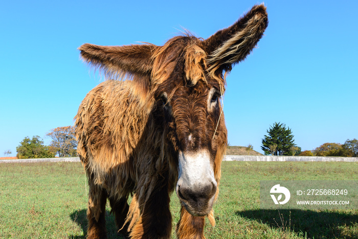 Poitou donkey at  Ré Island, France