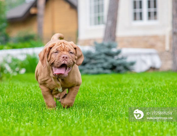 波尔多小狗在绿色的夏日草地上奔跑