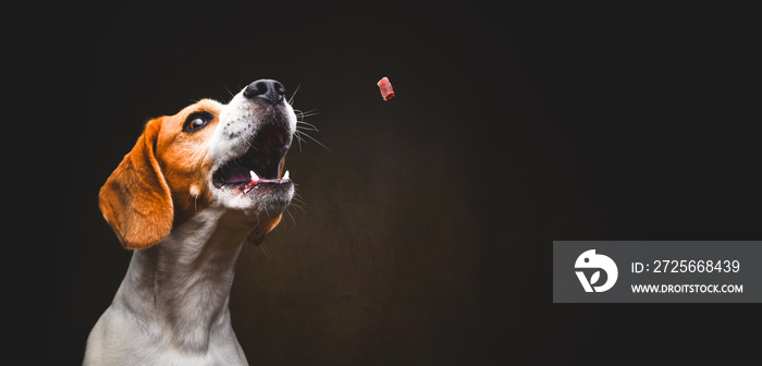 Tricolor Beagle dog catching a treat in studio, against dark background copy space on right