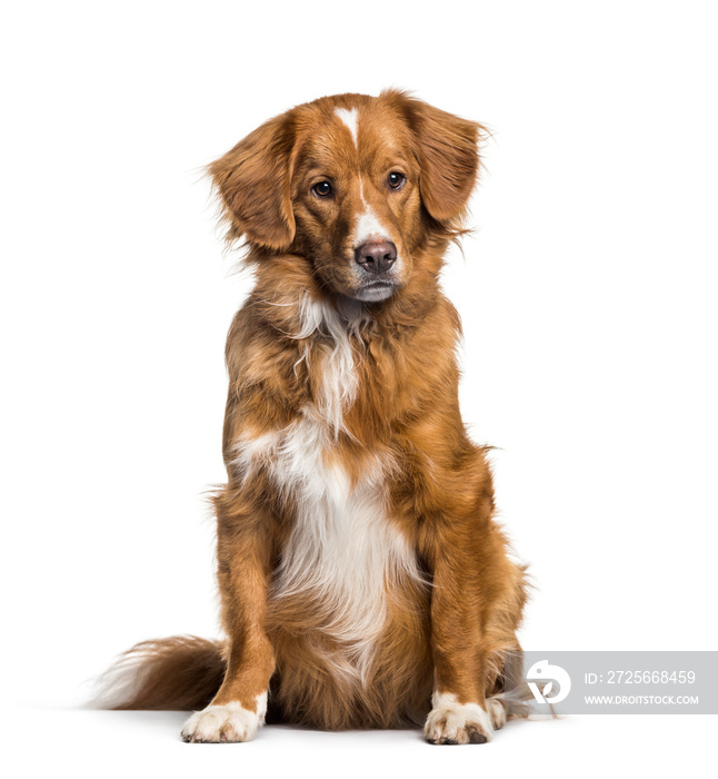 Toller, 2 months, sitting against white background