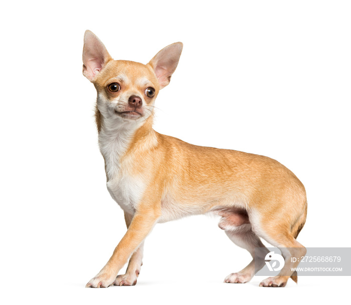 Chihuahua standing against white background