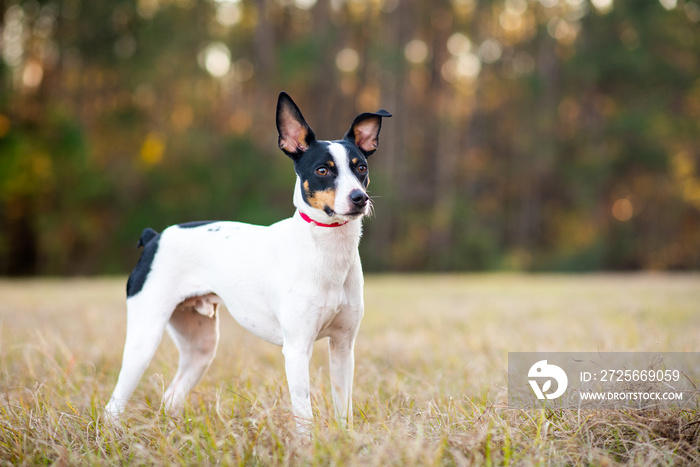 Rat Terrier in a clearing in the woods at sunset. Dog is standing on grass in the sun with trees in 