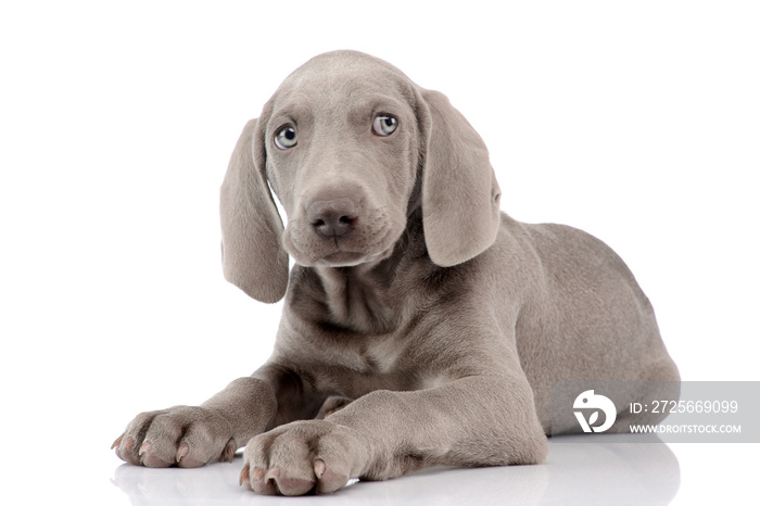 Studio shot of a cute Weimaraner puppy