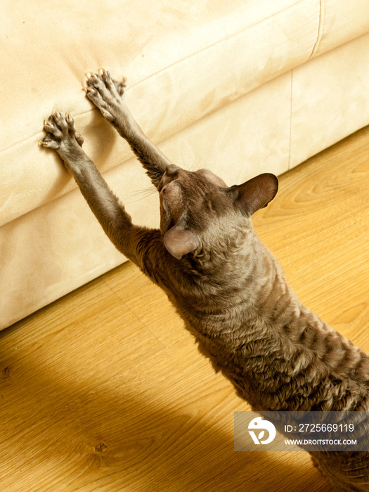 Cat scratching white sofa