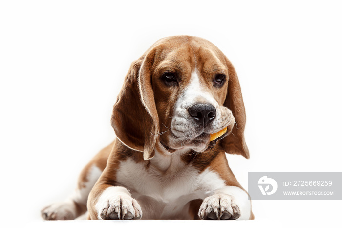 Front view of cute beagle dog sitting, isolated on a white studio background