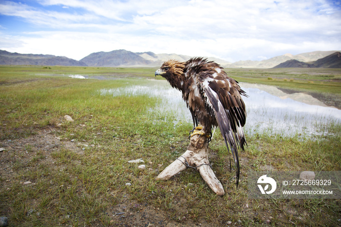 Golden eagle perching on wood against sky