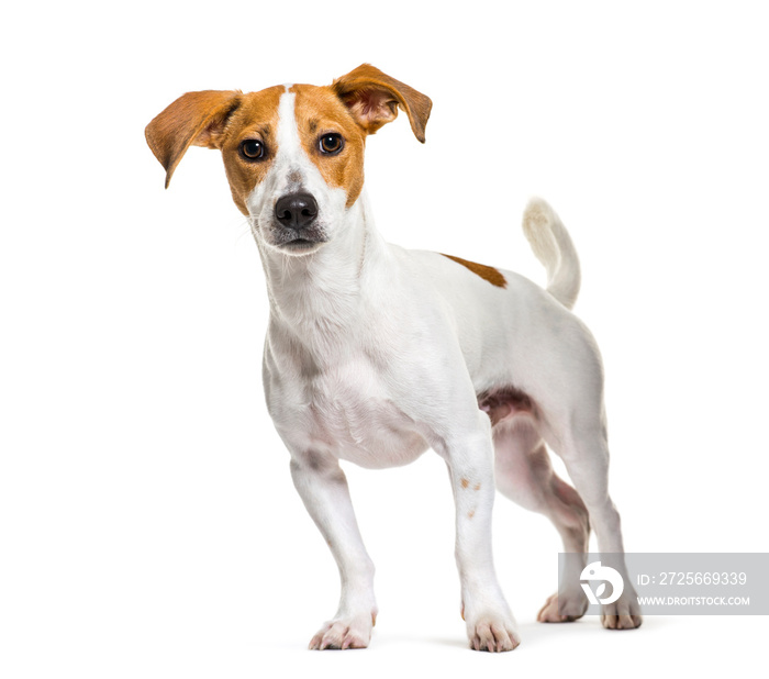 Jack Russell Terrier in front of white background