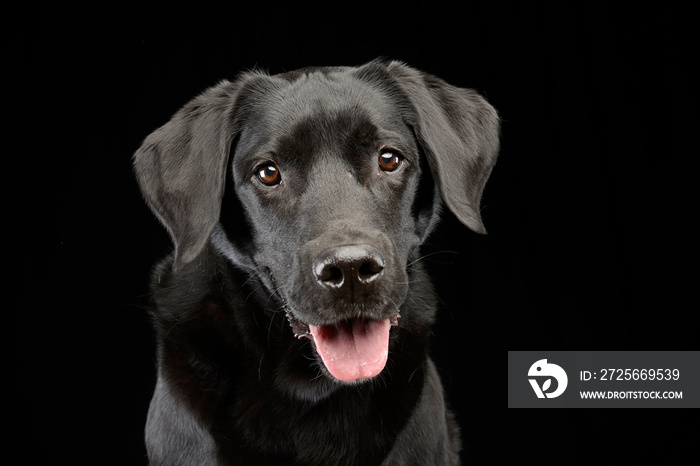 Portrait of an adorable mixed breed dog