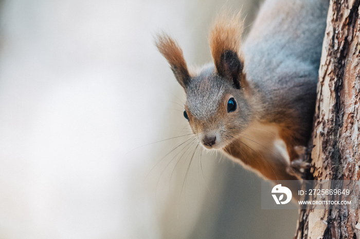 Portrait of a cute red squirrel (Sciurus vulgaris)