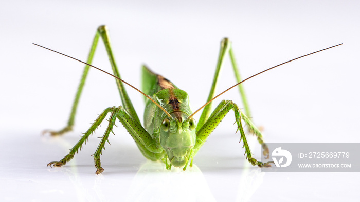 Big green grasshopper on white background close up