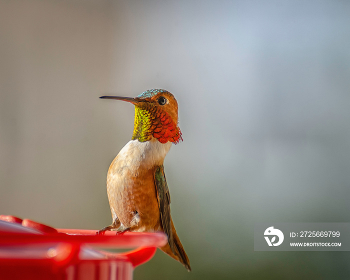 Allen’s / Rufous Hummingbird (Selasphorus) at feeder, Los Angeles, CA.