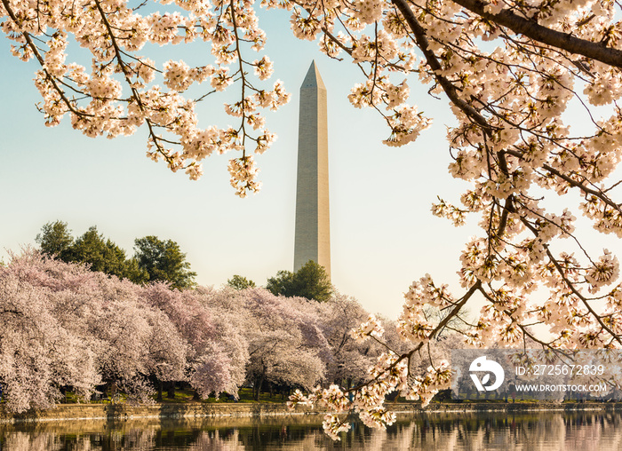 Cherry blossoms frame the Washington monument in Washington DC during Cherry Blossom Festival as the