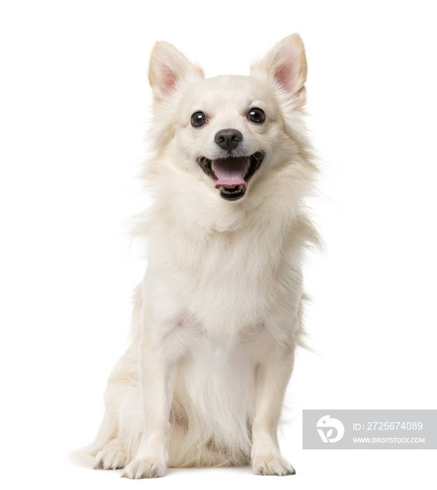 Chihuahua sitting in front of a white background