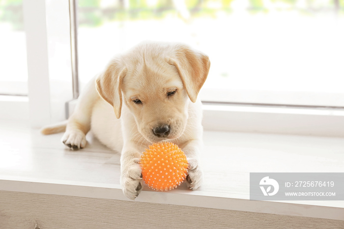 可爱的拉布拉多寻回犬小狗躺在家里的窗台上玩橡胶球