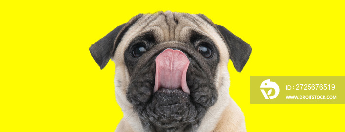 Adorable Pug licking its nose