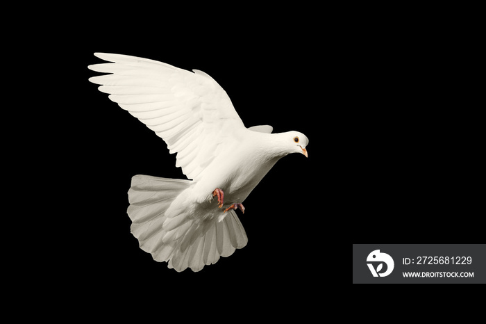 white dove flying symbol of love isolated on black background