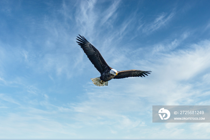 bald eagle flies through blue skies